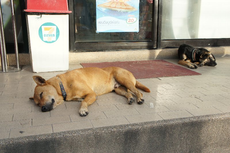 Samui_2010_07